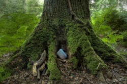 geocaching-cache-in-tree-full.jpg